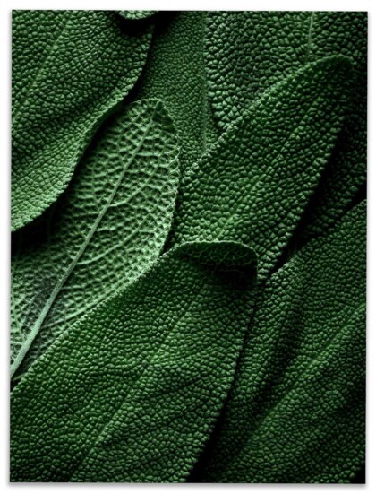 GREEN-LEAVES-POSTER